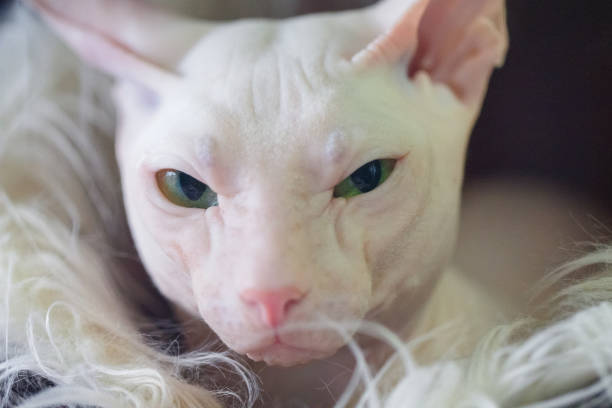 istock Sphynx hairless kitten cat. 1128875142