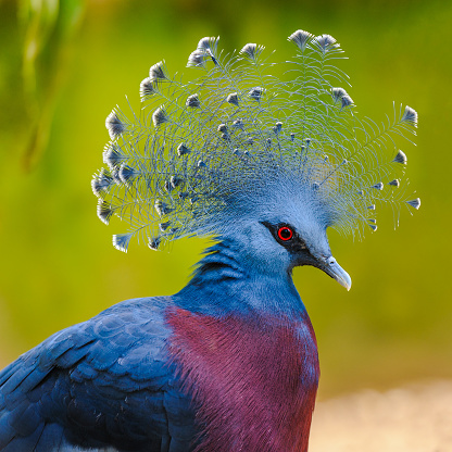 Beautiful Victoria Crowned Pigeon proudly displays his headdress of plumes. The eyes are pretty red.