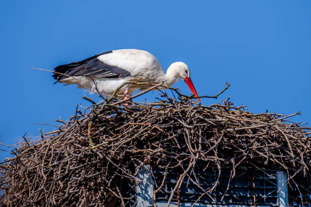 Beautiful big white stork prepares his nest for his future family.