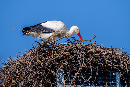 Beautiful big white stork prepares his nest for his future family.