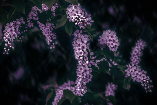 istock Delicate pink inflorescences bird cherry flower branch Prunus padus on a blurry dark background. Copy space. Spring nature. Soft focus. Low key toned 1128877779
