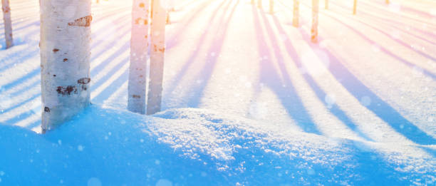 Winter landscape with birch trunks in the snowdrifts.