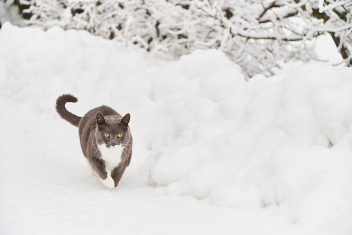 Cat running in the snowy forest. Copy space.