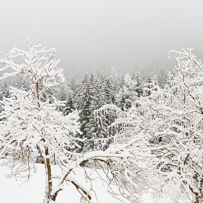 Snow covered forest. Pine tree. Copy space.