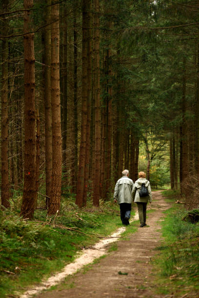 vista posterior en la senior pareja caminando por el bosque a través de senderos de abetos - tree area beautiful vanishing point tree trunk fotografías e imágenes de stock