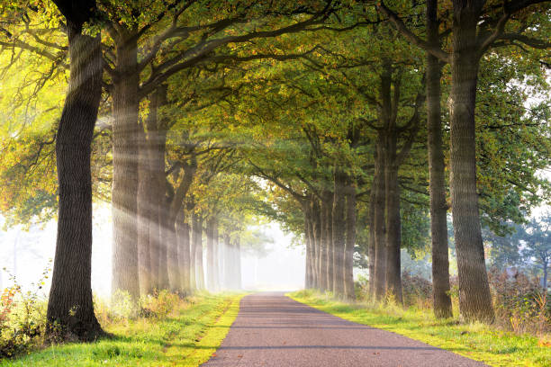 arbolada carretera detrás encendido en la luz del sol con rayos atmosféricos en la niebla de la mañana - tree area beautiful vanishing point tree trunk fotografías e imágenes de stock