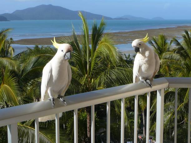istock Cockatoos on Hamilton Island 1128881566