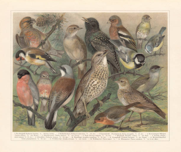 European songbirds, chromolithograph, published in 1897 European songbirds: 1) Nightingale (Luscinia megarhynchos, or Erithacus luscinia); 2) Robin (Erithacus rubecula); 3) Blackcap (Sylvia atricapilla); 4) Red-backed shrike (Lanius collurio); 5) Song thrush (Turdus philomelos, or Turdus musicus); 6) Starling (Sturnus vulgaris); 7) Chaffinch (Fringilla coelebs); 8) Siskin (Spinus spinus, or Chrysomitris spinus); 9) Goldfinch (Carduelis carduelis, or Carduelis elegans); 10) Linnet (Linaria cannabina, or Acanthis cannabina); 11) Bullfinch (Pyrrhula pyrrhula, or Pyrrhula europaea); 12) Parrot crossbill (Loxia pytyopsittacus); 13) Skylark (Alauda arvensis); 14) Great tit (Parus major); 15) blue tit (Cyanistes caeruleus, or Parus caeruleus). Chromolithograph after a drawing by Friedrich Specht (German painter, 1839 - 1909), published in 1897. alauda stock illustrations