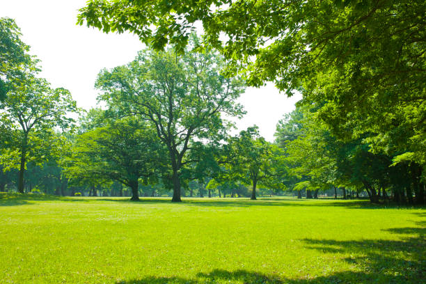 istock Morning garden sunshine 1128881856
