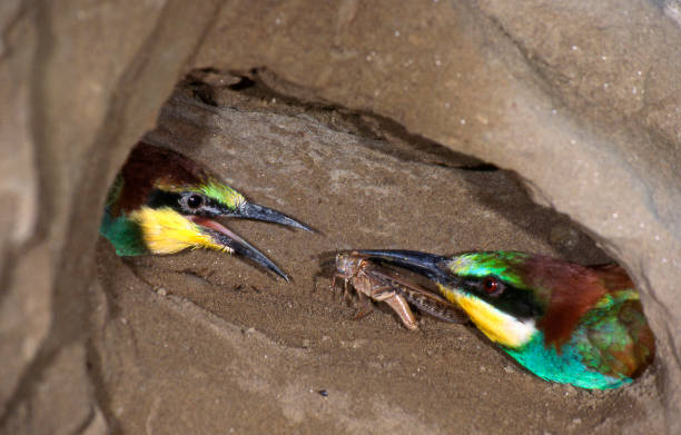 Bee-eaters in the underground nest