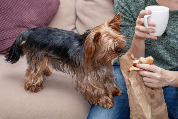 istock Dog next to a woman 1128882395