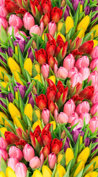 istock Fresh spring tulip flowers water drops 1128883291