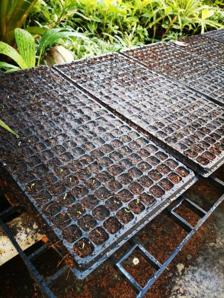 istock Marigold seedlings in black pots 1128883444