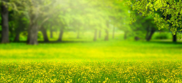 istock blurred background in idyllic park landscape 1128884153