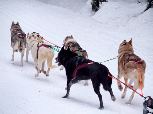 Siberian Husky in a dog sled Training of a dog sled with Siberian Husky dogs biegać stock pictures, royalty-free photos & images