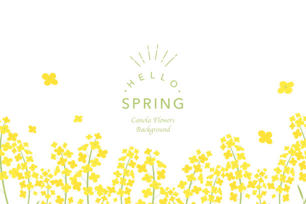 ilustrações, clipart, desenhos animados e ícones de ilustração de fundo de flores canola - primavera