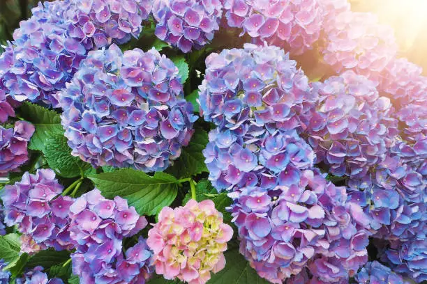 purple hydrangea flowers at the green leaves garden with oragne sun light ray