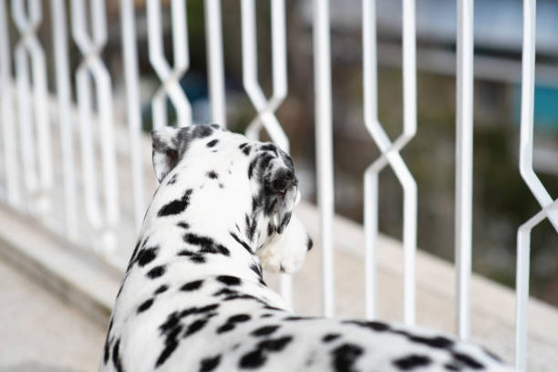 Beautiful Dalmatian dog curled up in his crate on a comfy cushion after a walk.