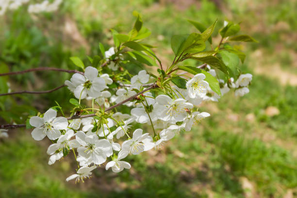 istock Branch of flowering cherry close-up on a blurred background 1128888868