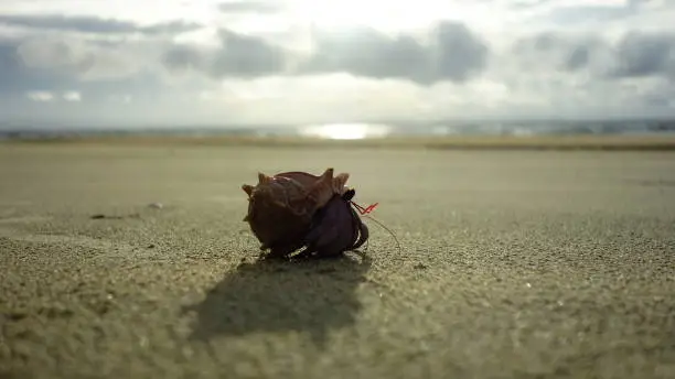 Sunset in Myanmar with hermit crab on the beach.