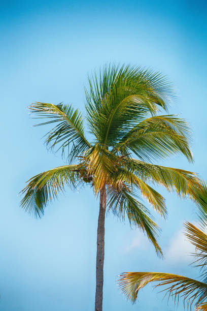 istock tropical palm trees against a blue sky 1128889169