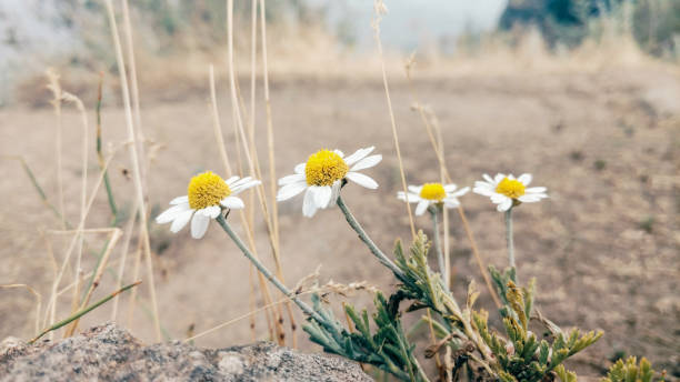 Four daisies against the steppe nature, blurred background