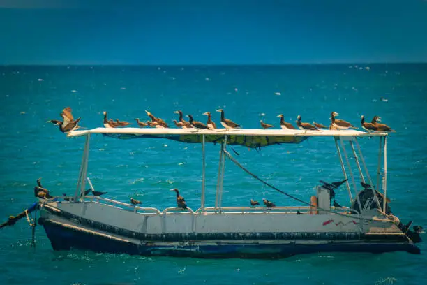 Pirate ship captured by birds in Australia on the Great Barrier Reef