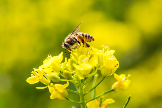 istock Honey bee collecting pollen on canola flower 1128892529