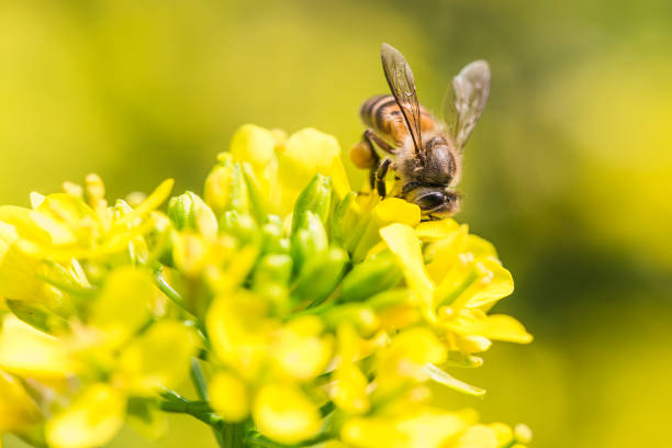 istock Honey bee collecting pollen on canola flower 1128893215