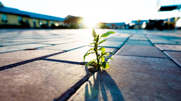istock Small plant growing on brick floor 1128894741