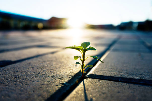 planta pequena que cresce sobre piso de tijolo - adversidade - fotografias e filmes do acervo