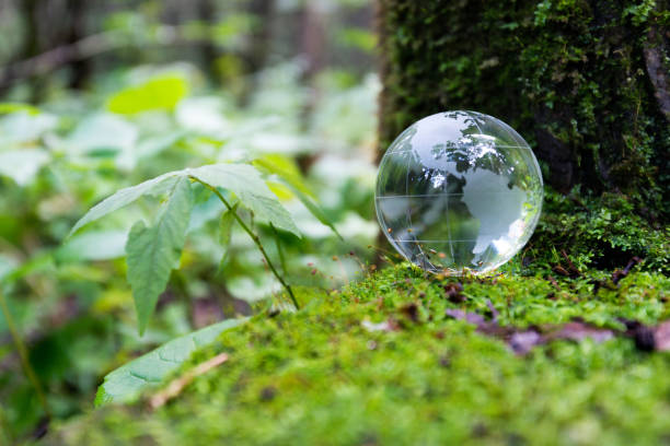 Glass globe on the mossy land