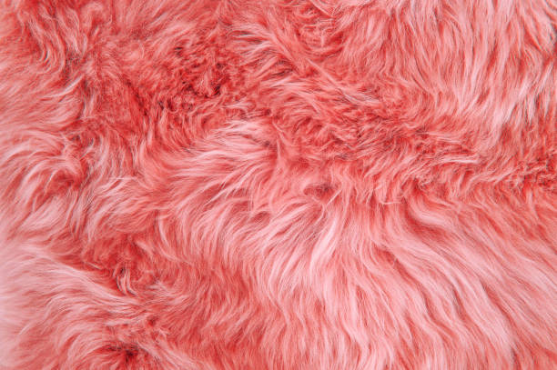 istock Coral sheepskin rug background sheep fur Wool texture 1128896450