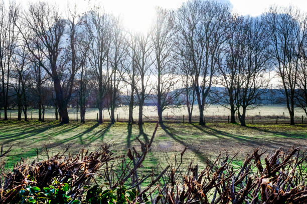 A line of  twenty trees in a field in the winter, silhouetted by the early morning sun rising over the South Downs National Park, casting long shadows on the green field infront, at the very bottom of the image is the top of a golden hedge, South Downs National Park, Glynde, East Sussex, United Kingdom, UK, England, English,