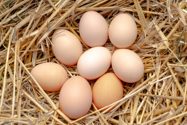 istock a lot of eggs in straw 1128897594