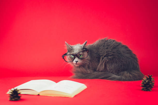 istock Smart Cat With Glasses And Book 1128897696