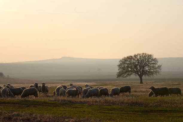 istock Sheeps near an oak tree in the sunset 1128897823