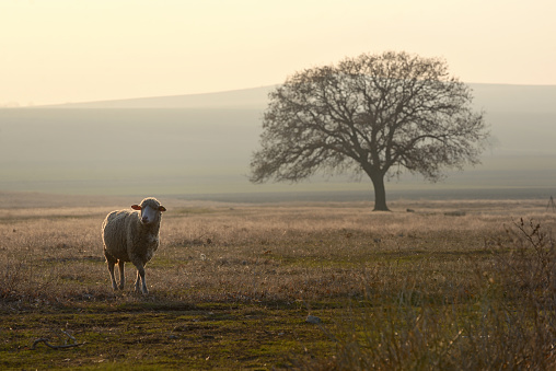 One sheep on field in the sunset