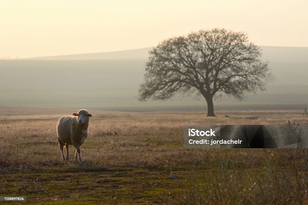 One sheep on field in the sunset Sheep Stock Photo