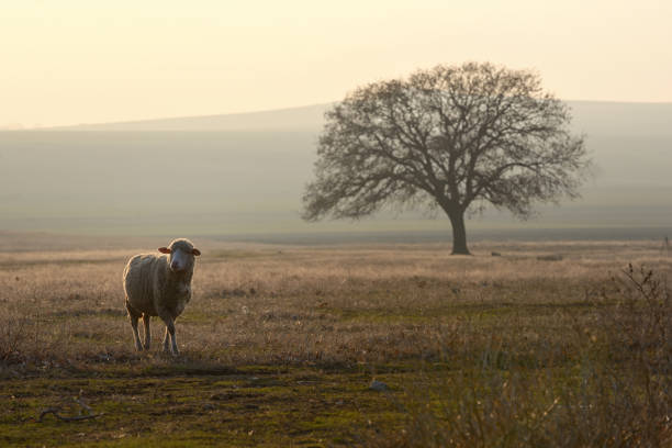 One sheep on field in the sunset One sheep on field in the sunset sheep photos stock pictures, royalty-free photos & images