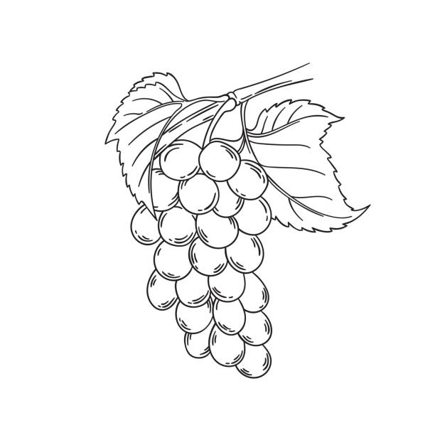 ilustraciones, imágenes clip art, dibujos animados e iconos de stock de ilustración de vector de vid de uva - ripened on the vine