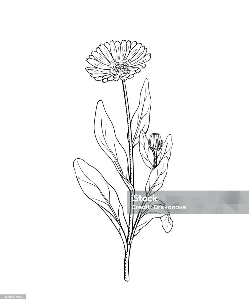 Calendula vector illustration Calendula vector illustration of marigold flower twig sketch engraving vintage botanical illustration outline meadow wildflower alternative medicine and beauty herb isolated on white Marigold stock vector