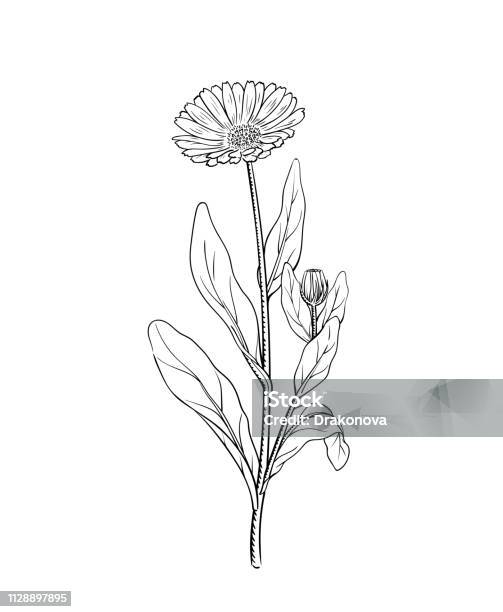 Calendula Vector Illustration Stock Illustration - Download Image Now - Marigold, Flower, Pot Marigold