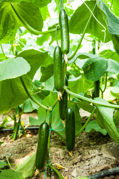 istock cultivate cucumbers in greenhouses 1128898825