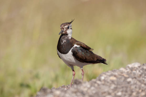 Northern Lapwing animal Northern Lapwing animal çim stock pictures, royalty-free photos & images