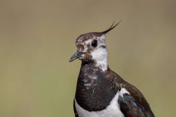 Northern Lapwing animal Northern Lapwing animal çim stock pictures, royalty-free photos & images
