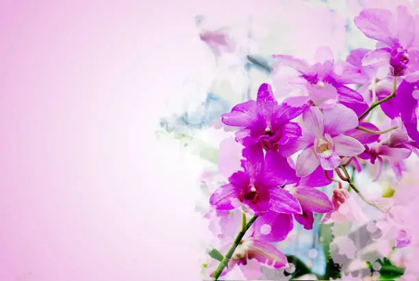 Beautiful flower(orchid flower) isolated for card