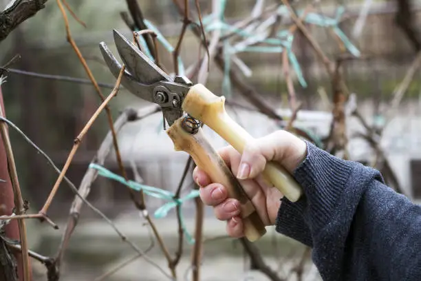 Work in the garden. Woman cutting grape vine using secateurs