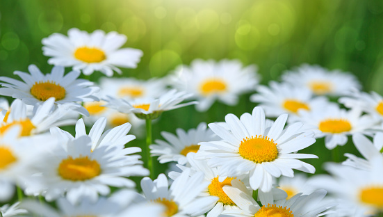 Summer field with white daisy flowers . Flowers background.