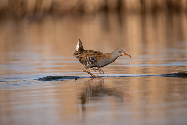 A waterbird, the Water Rail, Rallus aquaticus